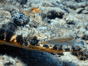 Crocodile fish Tentacled Flathead at Elphinstone Reef Red Sea Egypt no troubles just bubbles