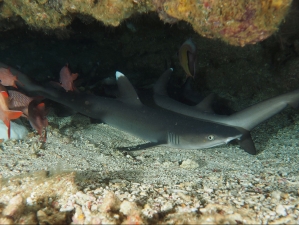 Ras Mohamed Whitetip Reef Sharks no troubles just bubbles diving