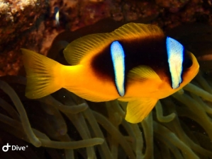 Red Sea Clownfish at Salem Express Egypt