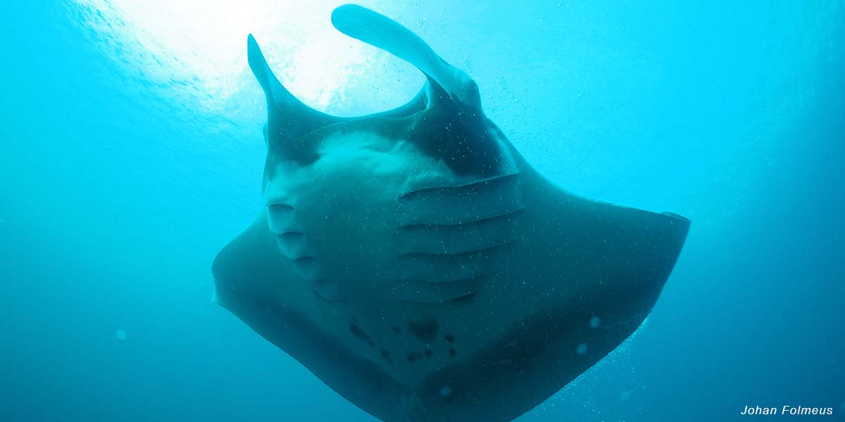Bali liveaboard diving