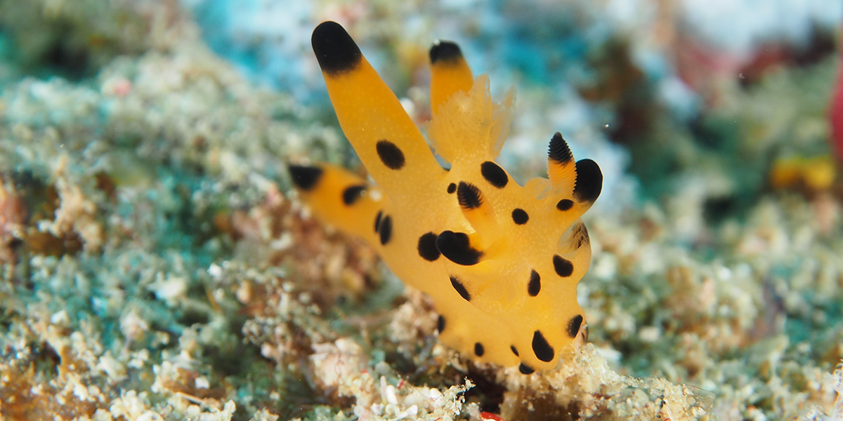 Banda Liveaboard diving