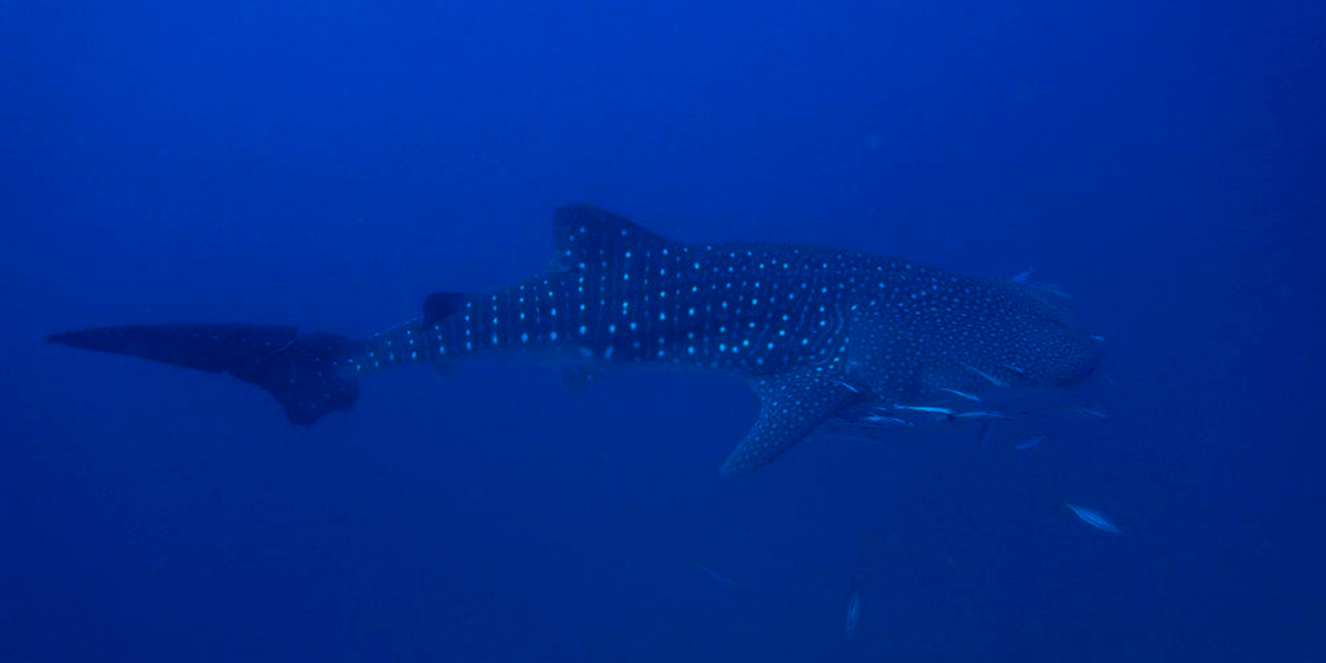 Cenderawasih Bay Liveaboard diving
