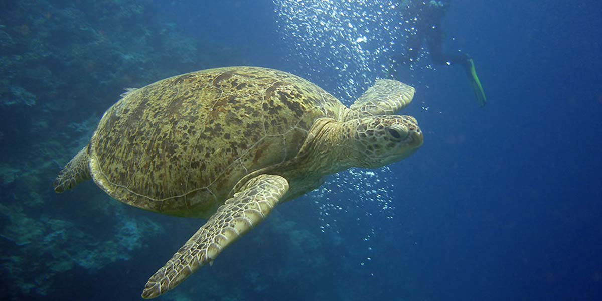 Komodo liveaboard diving