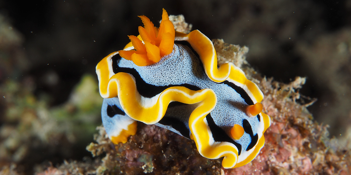 Lembeh liveaboard diving