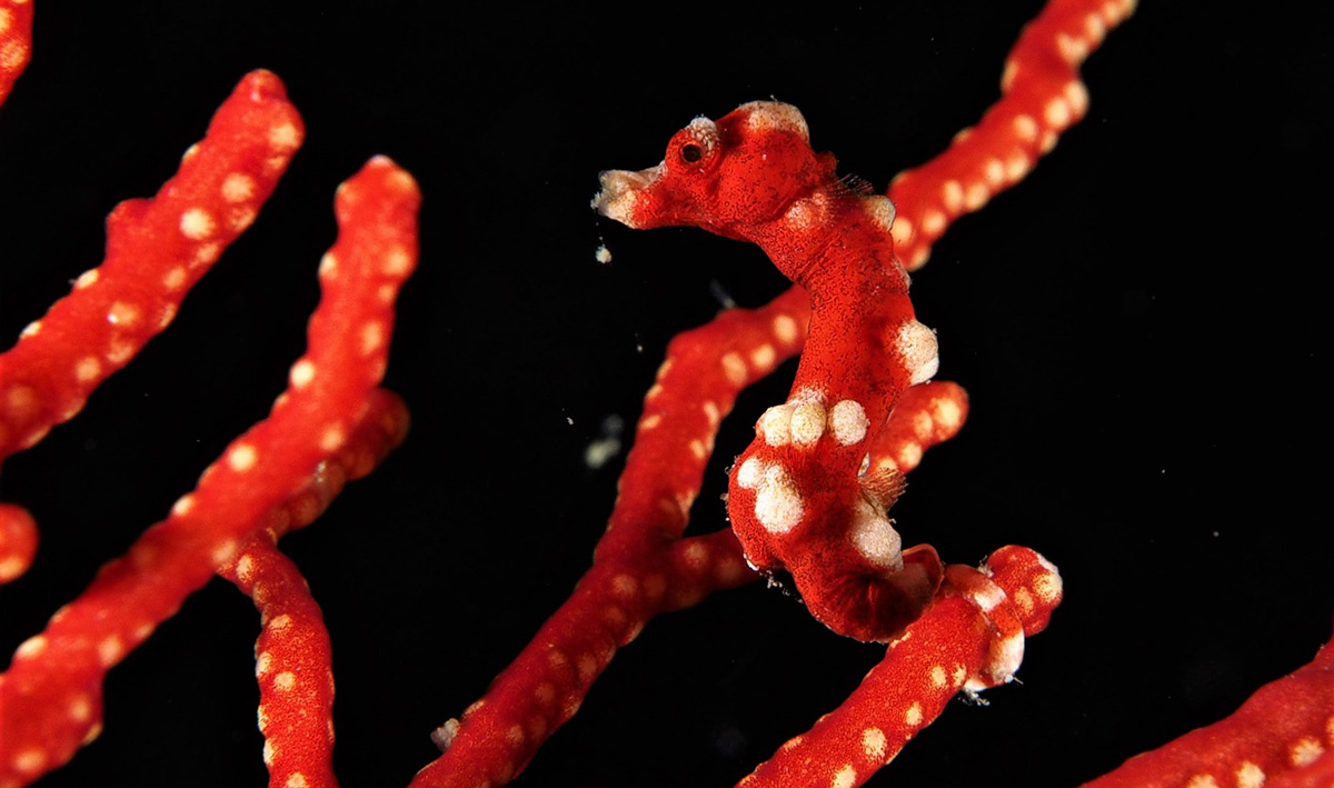 Seahorse at Misool scuba diving 