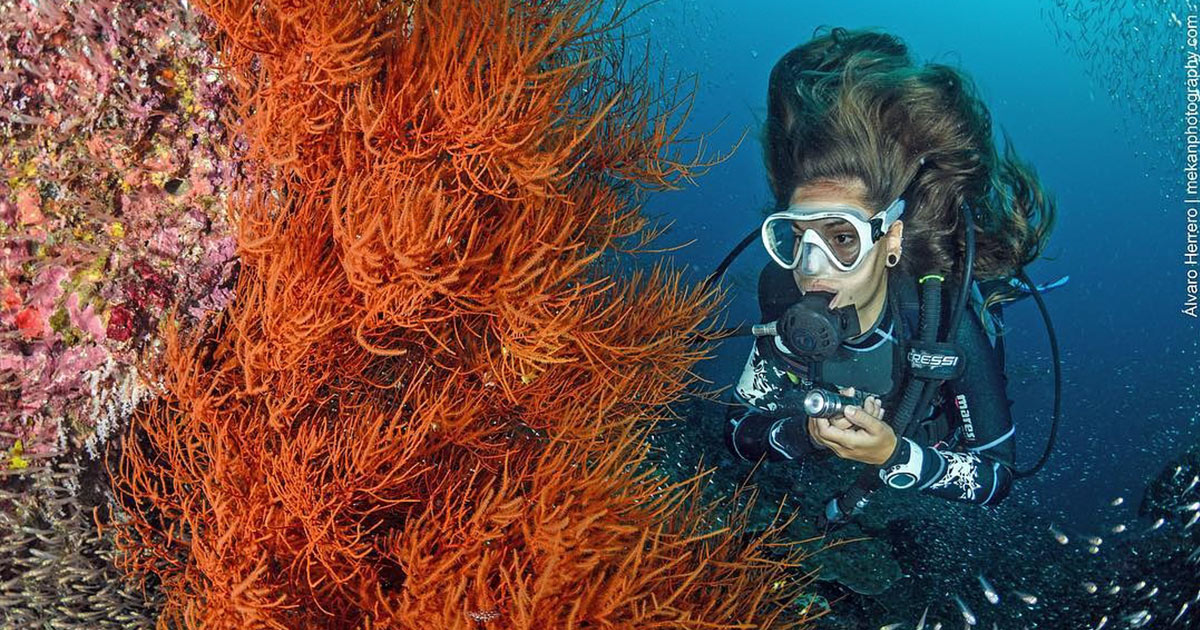 indonesia liveaboard diving