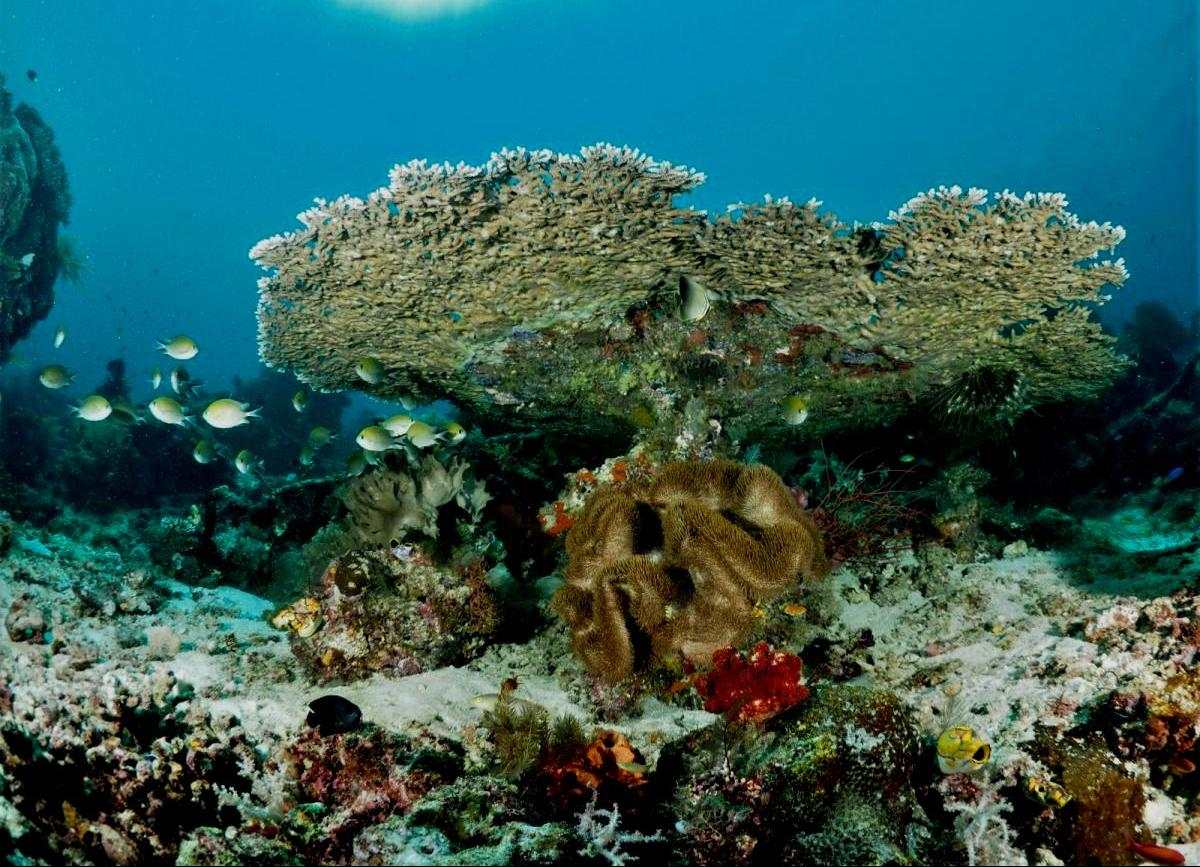 Koh Tachai Coral