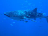 Whale Shark seen while Koh Tachai liveaboard diving Thailand