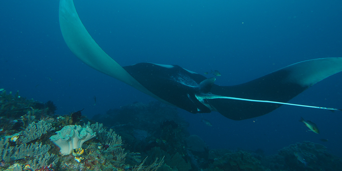 Baa Atoll Liveaboard Diving Snorkelling Mata Rays