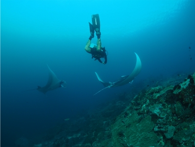 manta ray baa atoll no troubles just bubbles