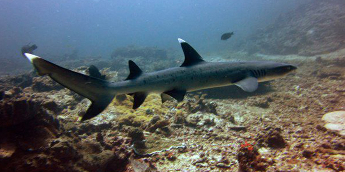 Noonu Atoll White Tip Reef Shark Liveaboard Diving