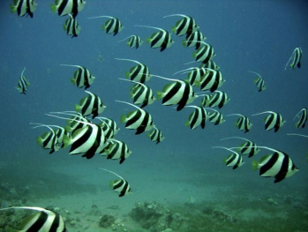 Moorish Idols at Noonu Atoll Maldives no troubles just bubbles