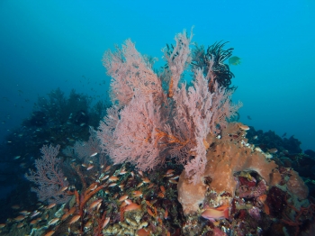 Fans and corals at Mergui Archipelago no troubles just bubbles