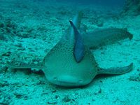Leopard Shark at shark point Phuket