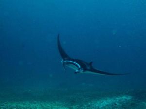 Manta Ray at The Maldives liveaboard photo by Pablo Mallegol Dahlgren 