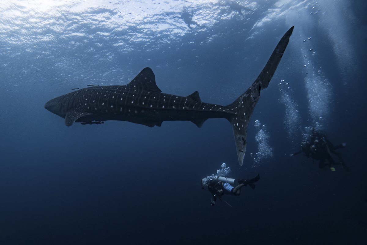 Where & When to Have the Best Chance of a Whaleshark Dive