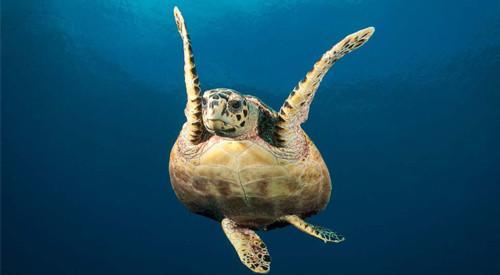 Intro Sea Turtle