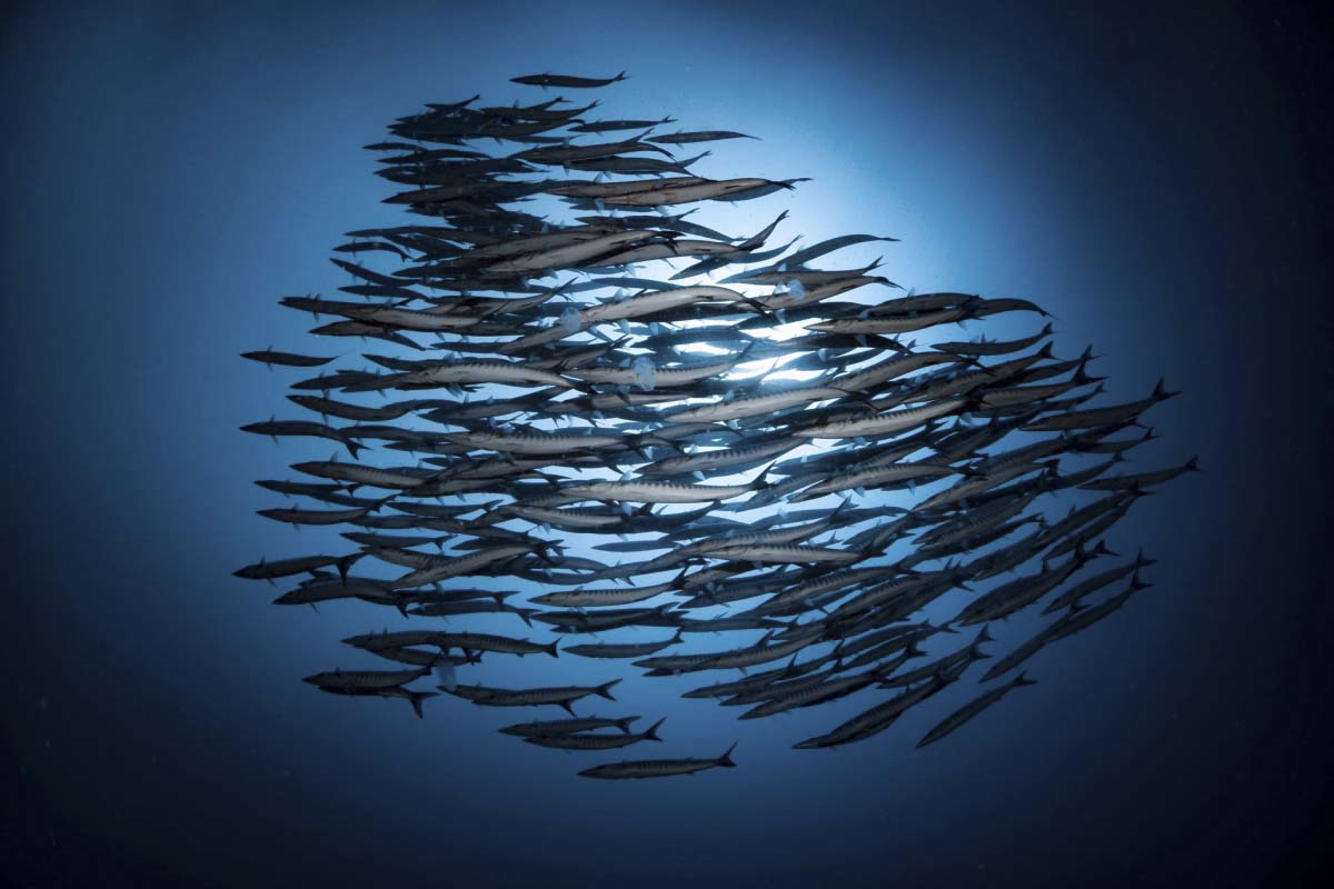 School of Barracuda at Moalboal, Phililppines