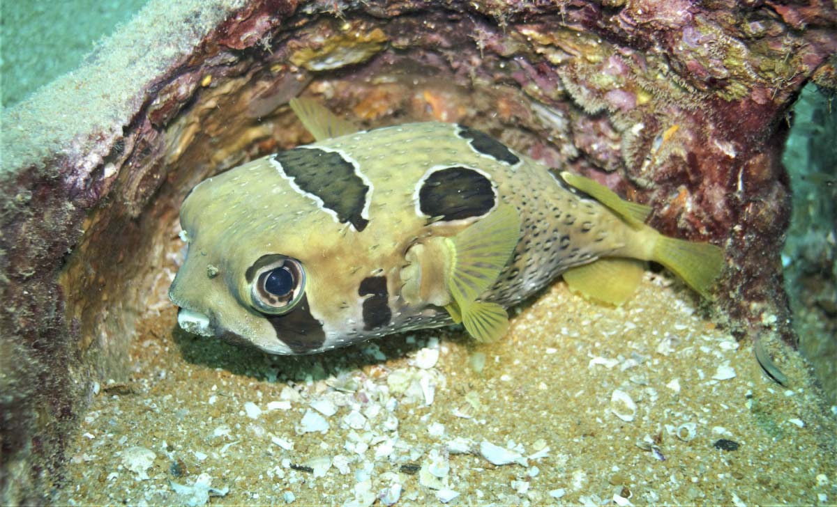 Black-Blotched Porcupinefish (Diodon liturosus)