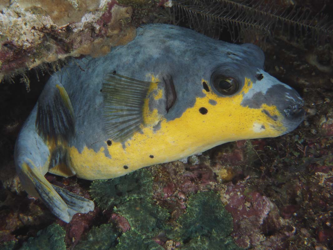 Black-Spotted Pufferfish (Arothron nigropunctatus) in Indonesia
