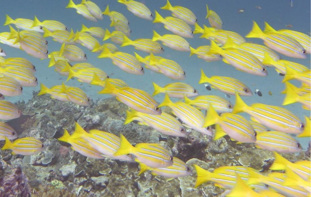Bluestripe Snapper