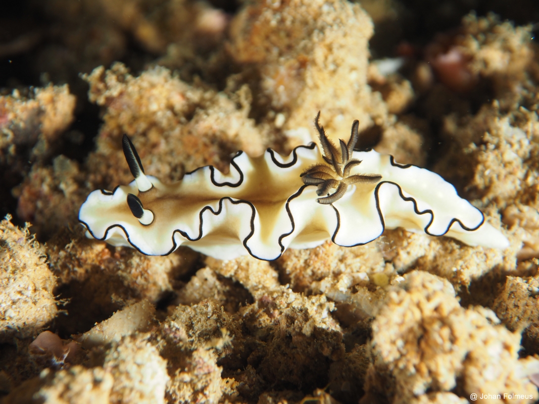 Cheesecake Nudibranch