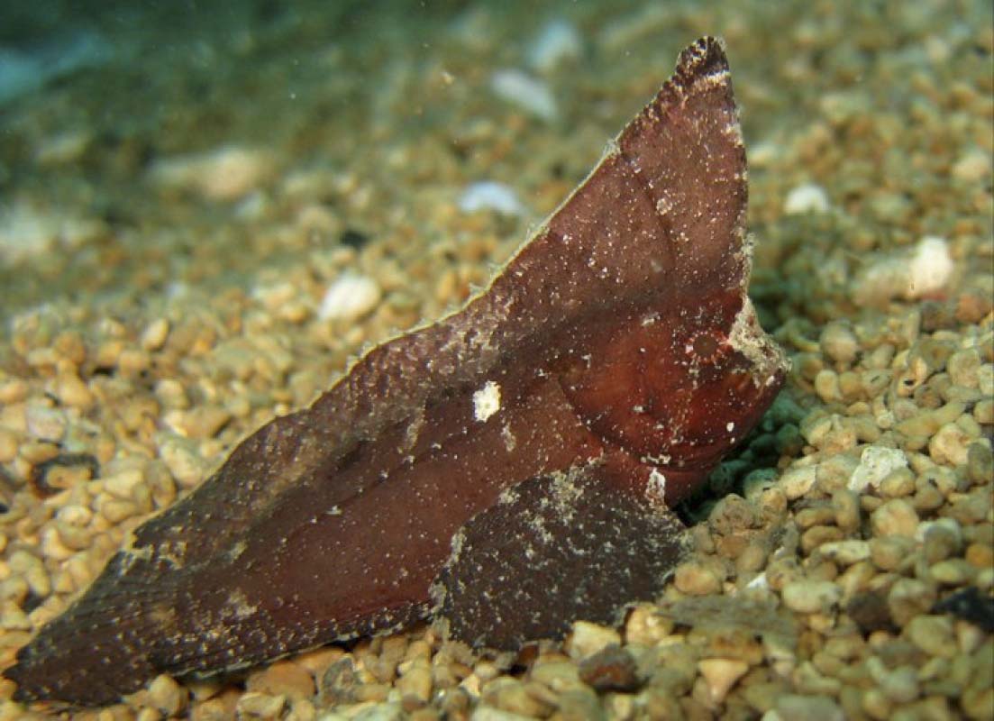 Cockatoo Waspfish (Ablabys taenianotus)