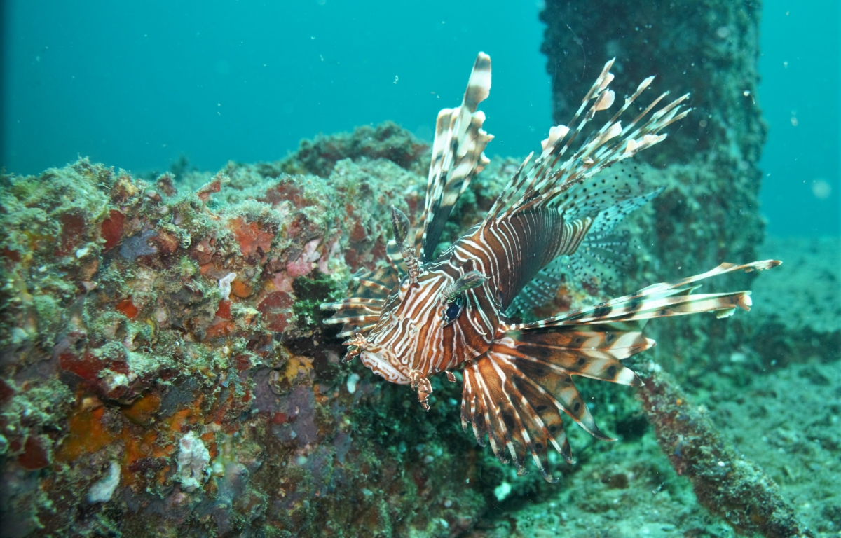Lionfish