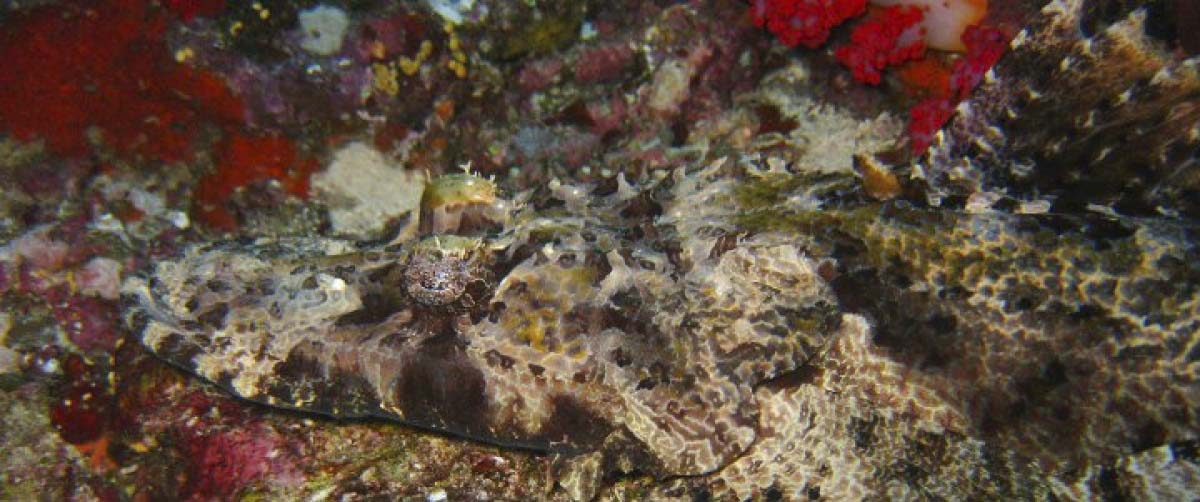 Crocodilefish (Cymbacephalus beauforti)