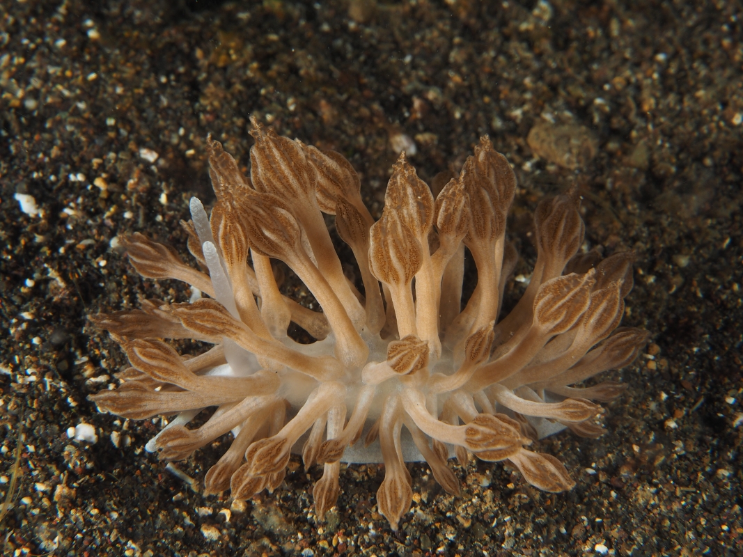 Cryptic Phyllodesmium