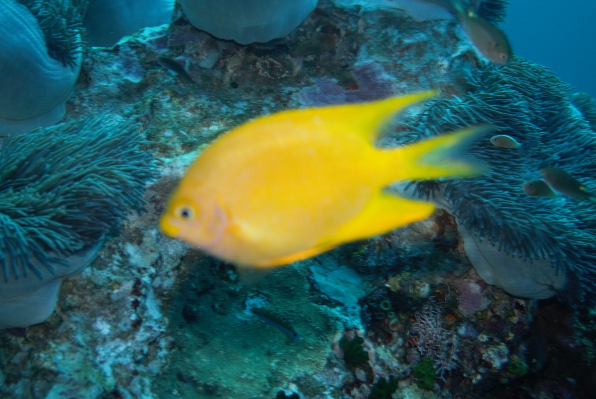 Damselfish
