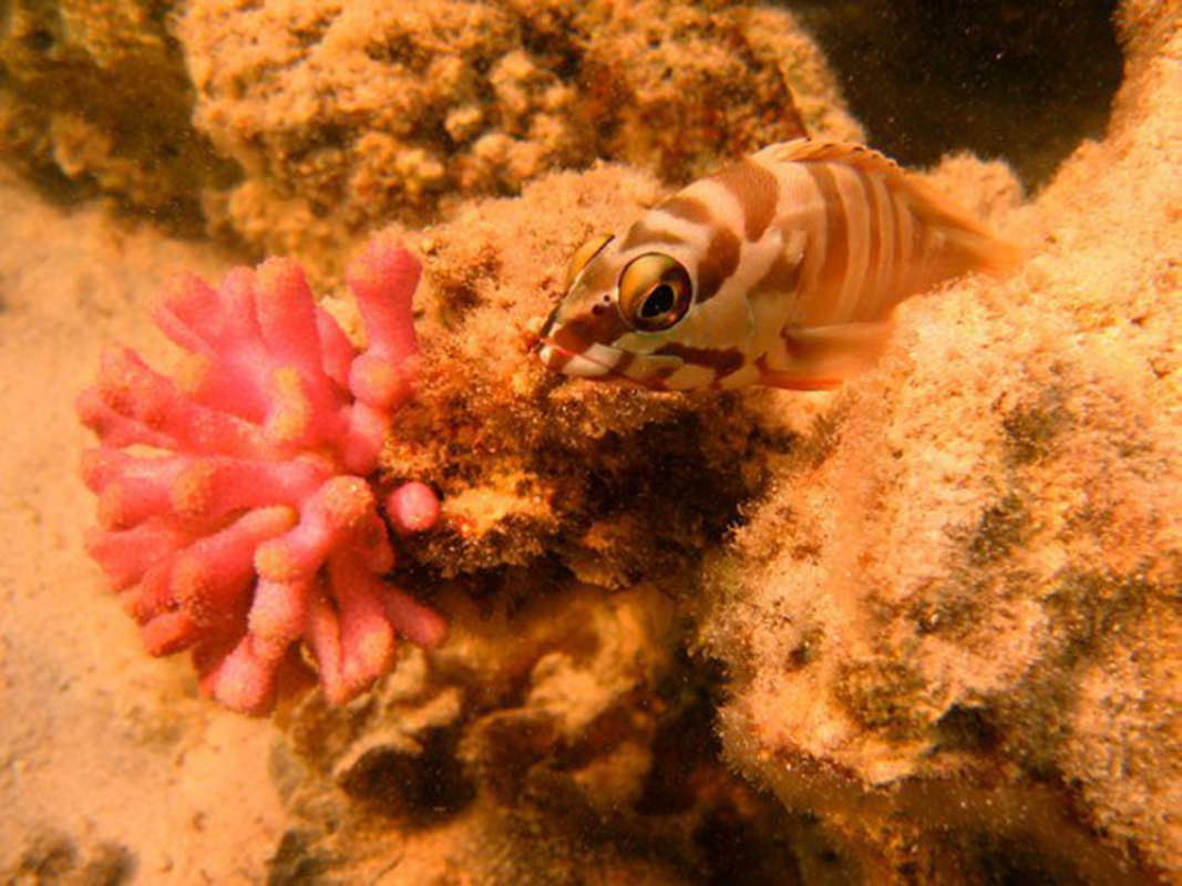 Dragonet