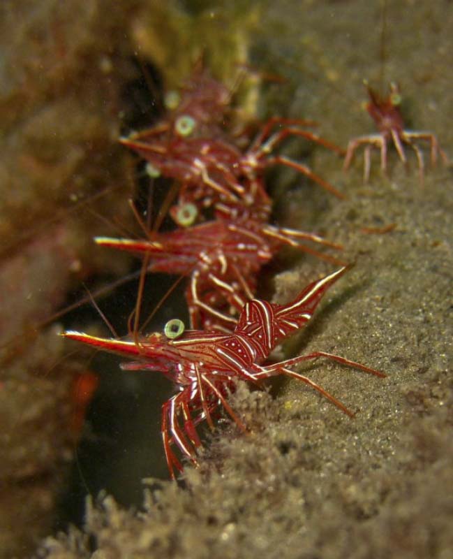 Durban Dancing Shrimp