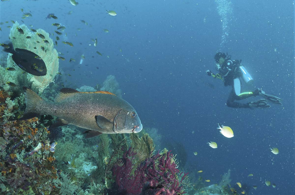 Giant Sweetlips (Plectorhinchus albovittatus)