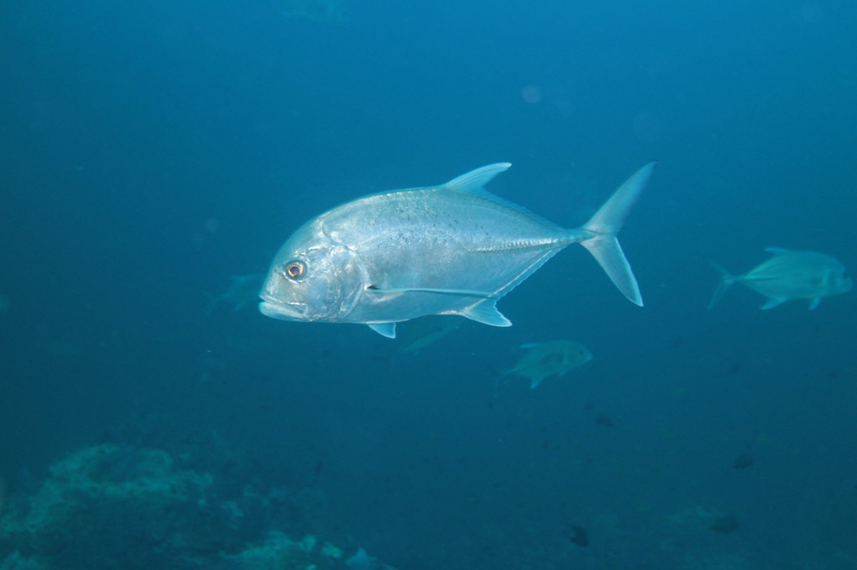Giant Trevally Jack Jackfish (Caranx ignobilis)