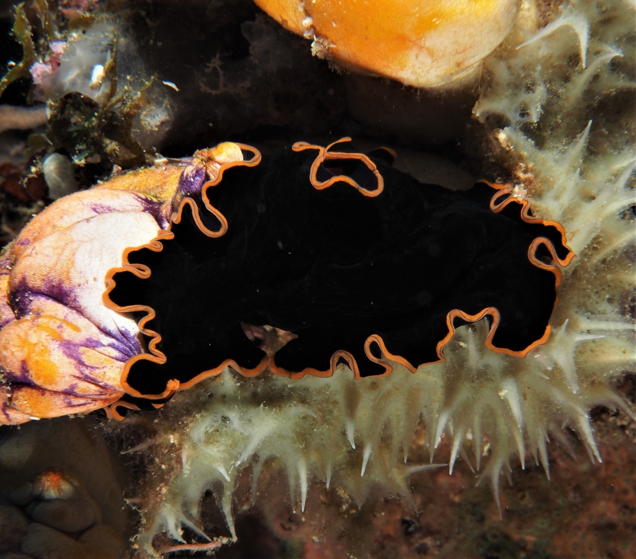 Glorious Flatworm