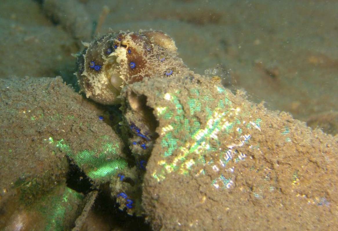 Blue-Ringed Octopus Catches Crab from BlennyWatcher.com - YouTube