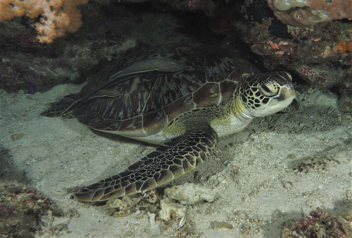 Green Turtle (Chelonia-mydas) resting under a rock.