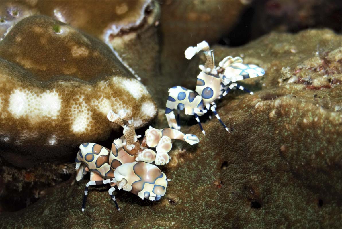 A pair of Harlequin Shrimp (Hymenocera picta)