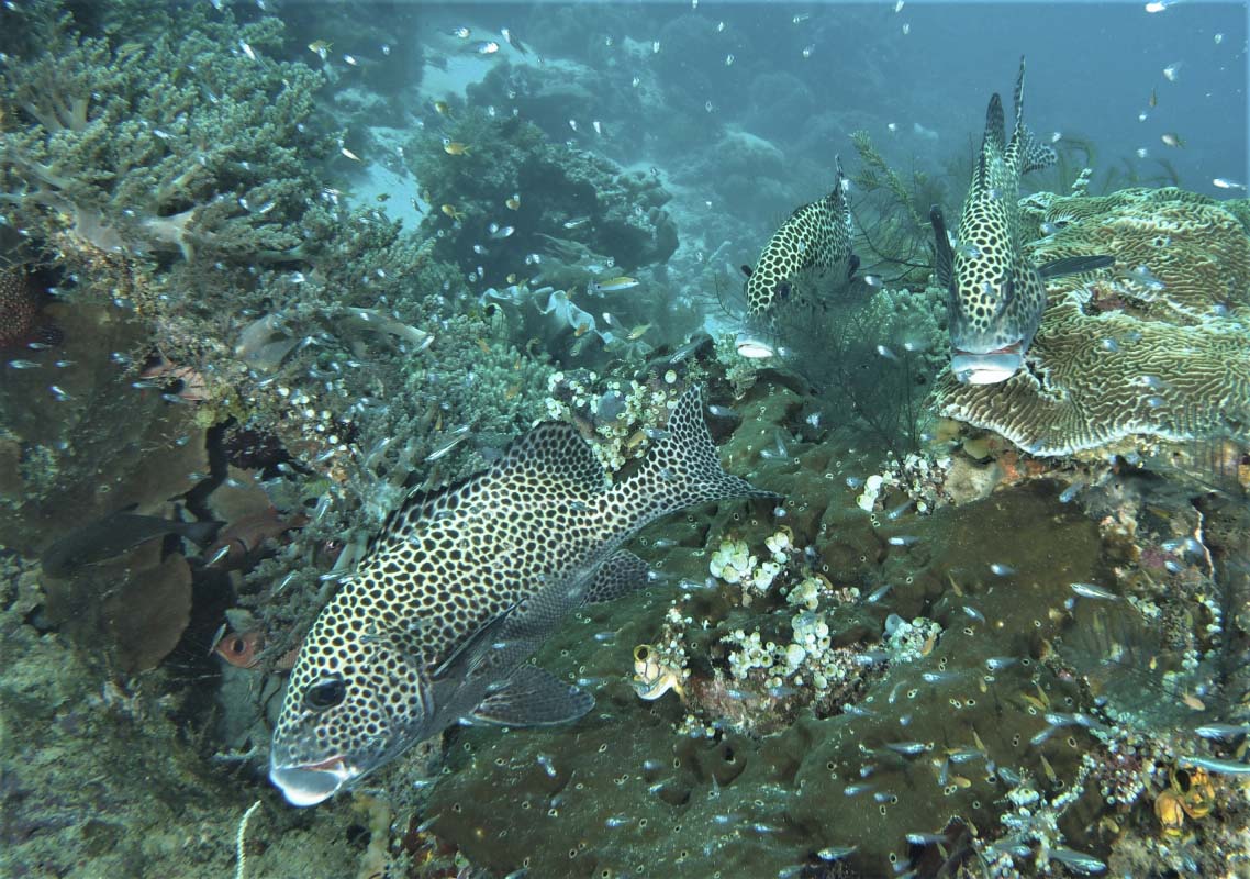 Harlequin Sweetlips (Plectorhinchus chaetodonoides)