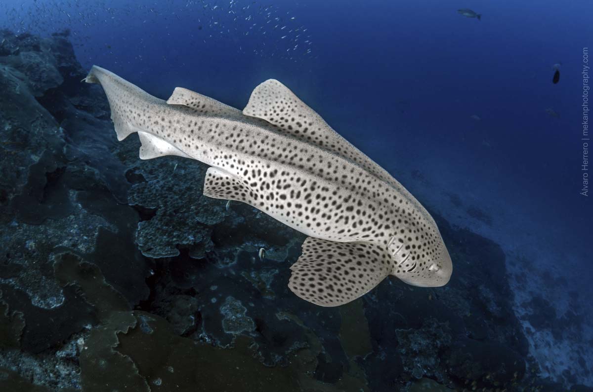 Rare sighting of a Leopard Shark swimming freely in the daytime