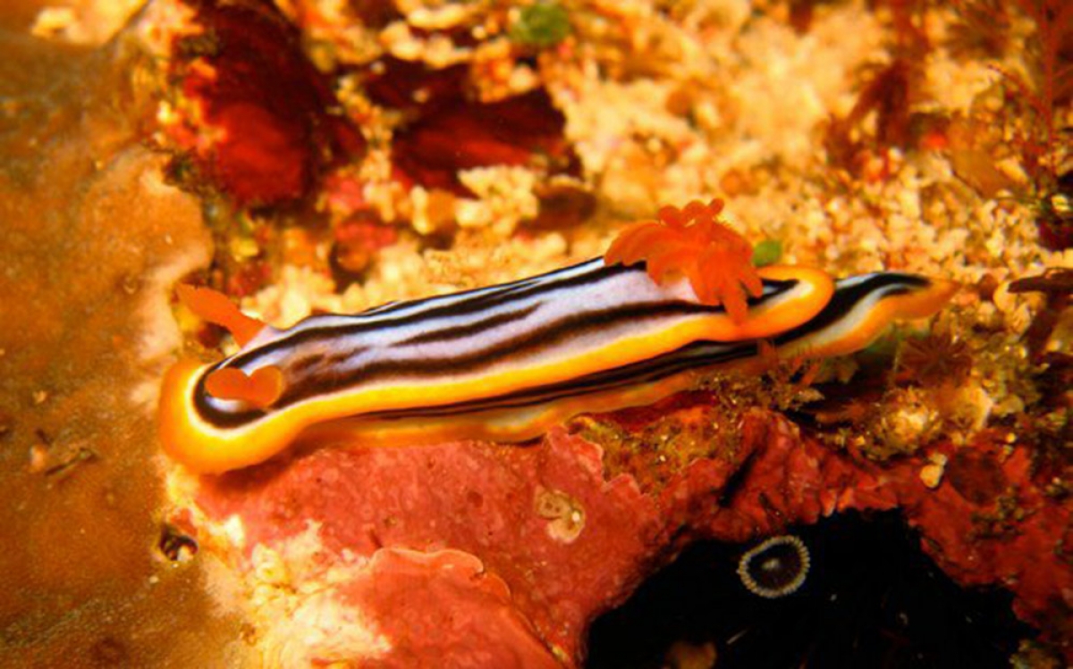Magnificent Chromodoris