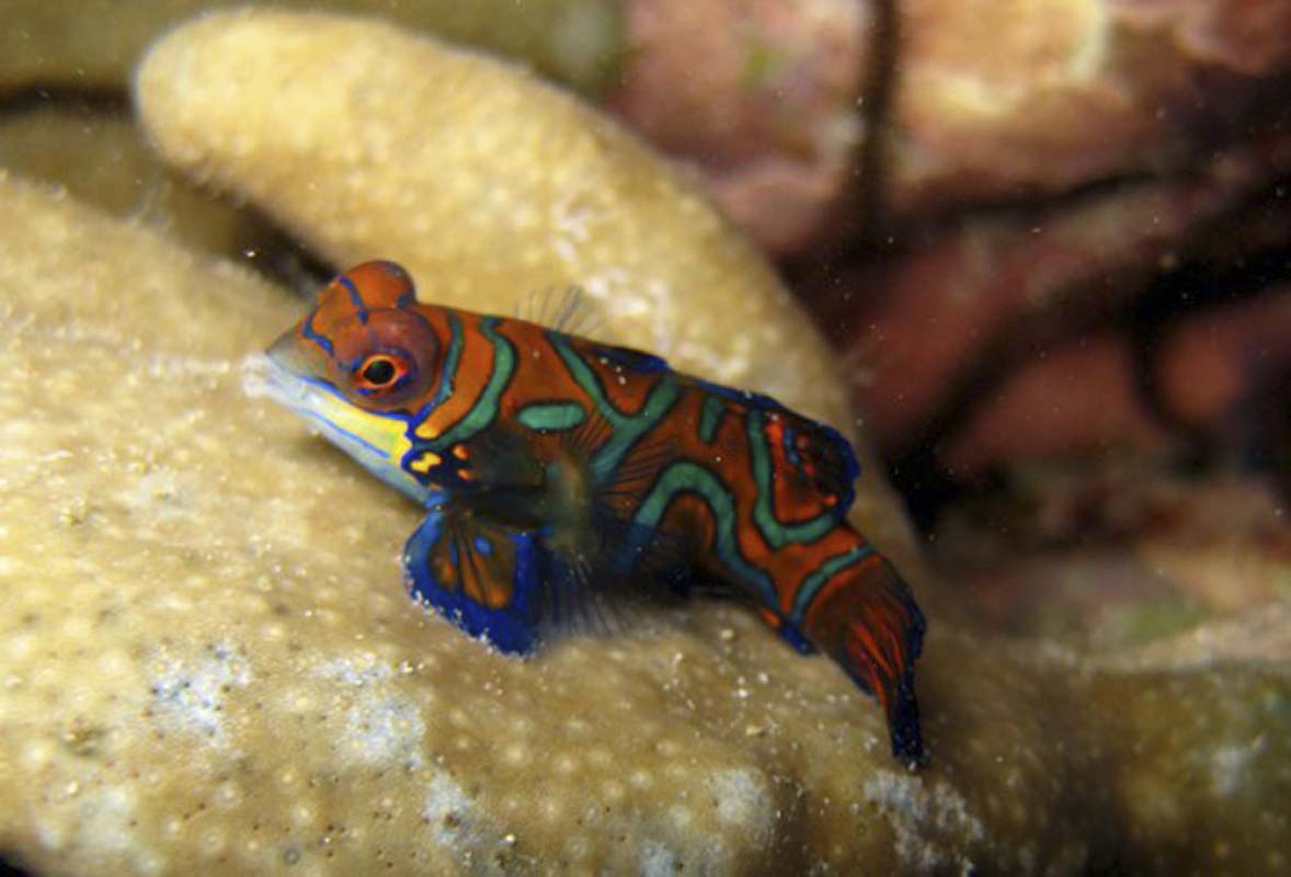 Mandarinfish (Synchiropus splendidus) - Marine Life - Liveaboard Diving