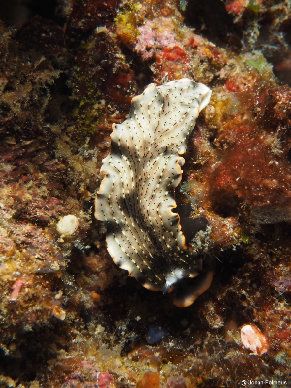 Acanthozoon Flatworm