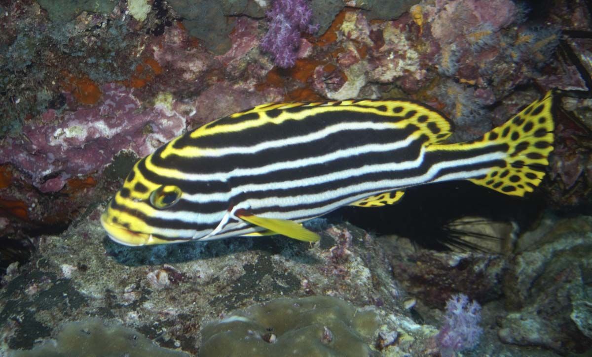 Oriental Sweetlips (Plectorhinchus vittatus) - Marine Life - Liveaboard