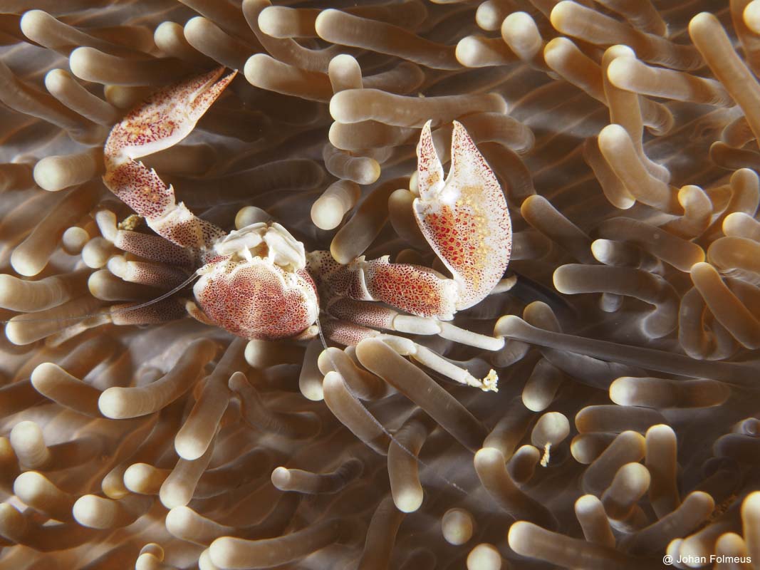 Porcelain Anemone Crab (Neopetrolisthes ohshimal)