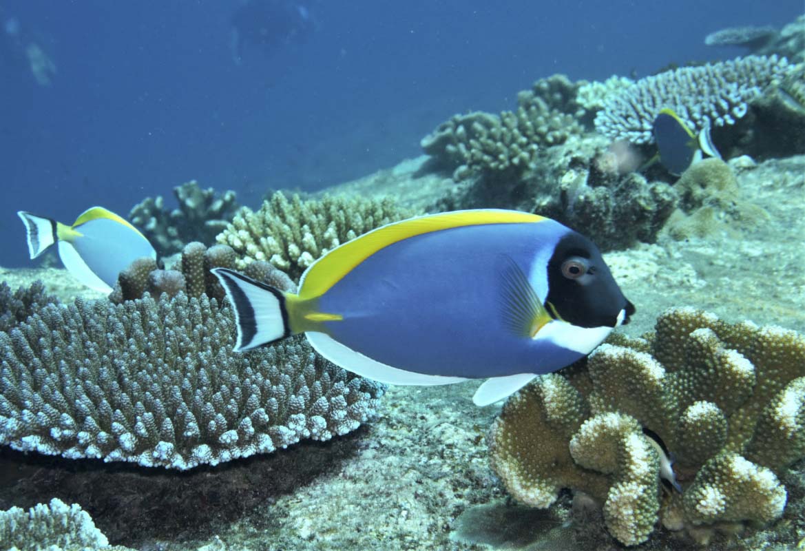 Powderblue Surgeonfish/Tang (Acanthurus leucosternon)