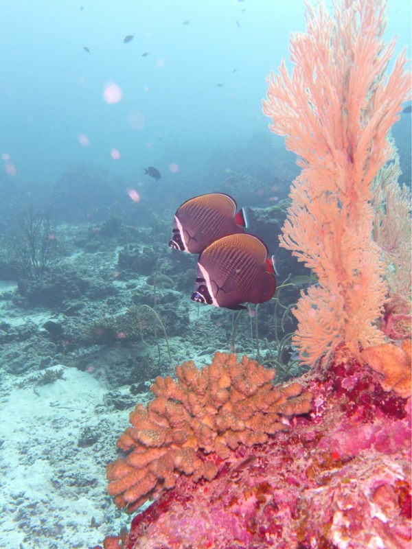 Redtail Buterflyfish