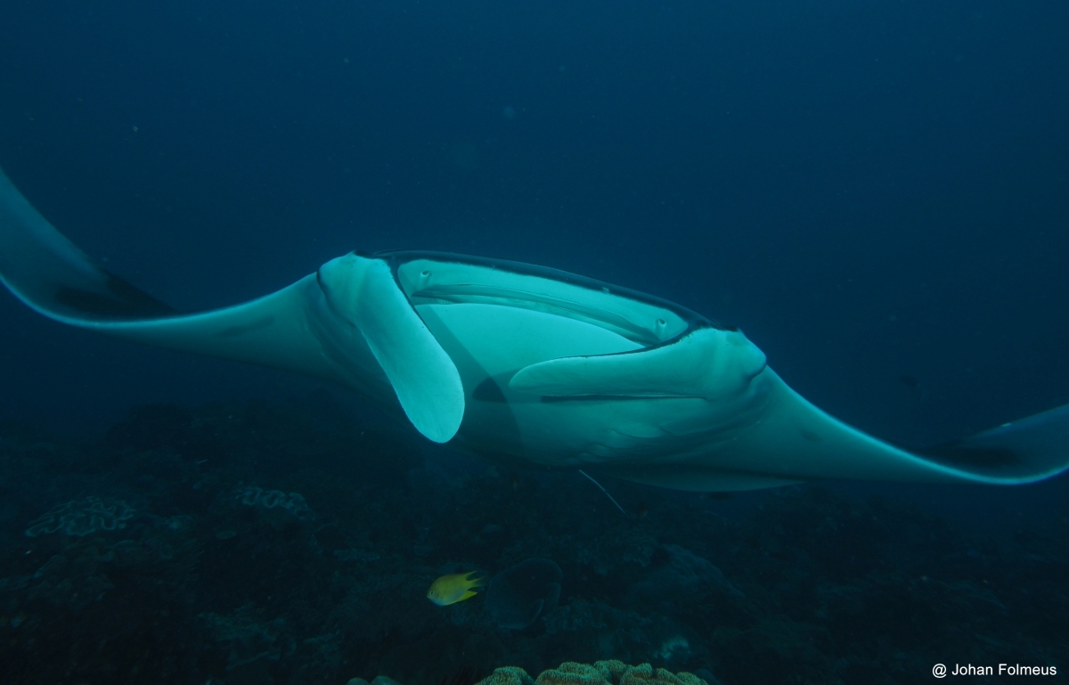 Manta Ray