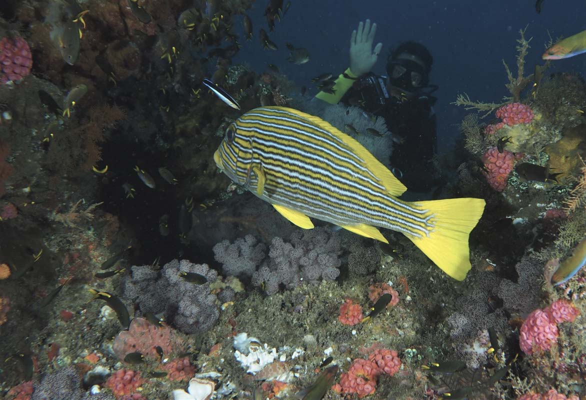 Ribboned Sweetlips (Plectorhincus polytaenia)
